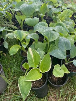 Hostas