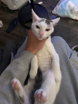 🐾 3-Month-Old Male Kitten – $30 Rehoming Fee