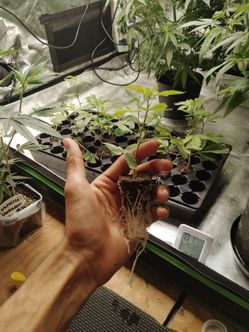 Clones - God Not Another Runtz