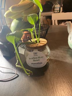Hawaiian Epipremnum