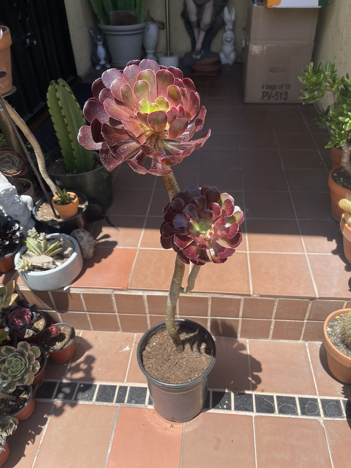 Tall Black Rose Succulent Plant