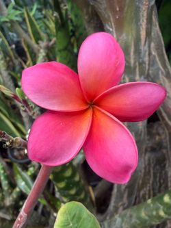 Cutting plumeria