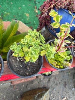 Suculentas y plantitas