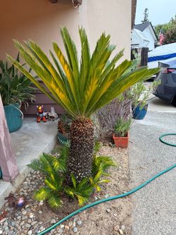 Palms tress