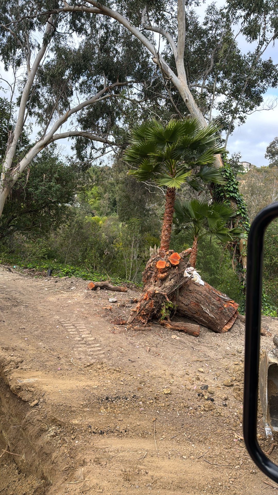 palms and trees trimming 