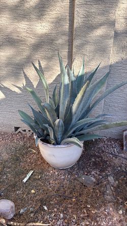 Blue Agave Americana