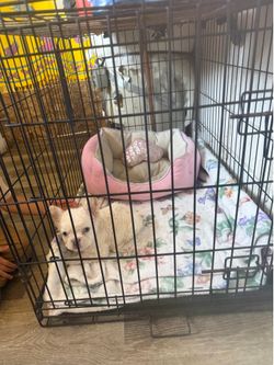 Cage & bed