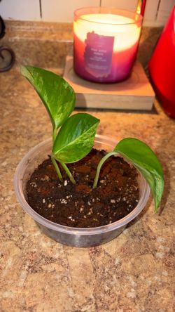 Small  Golden Pothos plant
