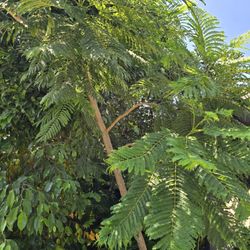 Elephant ears plant Or JacarandaTree For Sale 