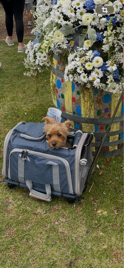 PET CARRIER