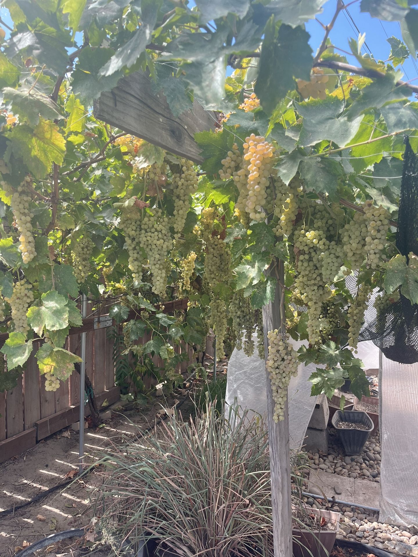 Thompson Seedless Grapes