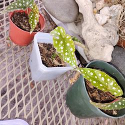Polka Dot Begonia Plant Cutting 