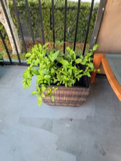 Pepper Plant in Wicker Planter Box