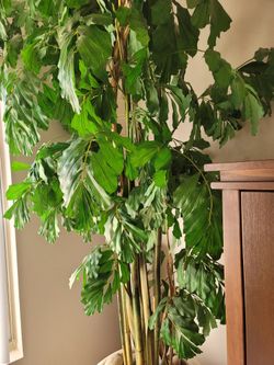 🪴Gorgeous 9' Fishtail Palm🪴