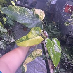 Philodendron Variegated Domesticum