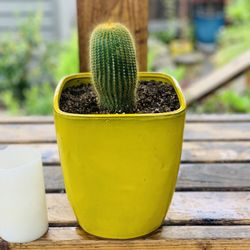 Live indoor cactus plant in a ceramic planter pot—firm price