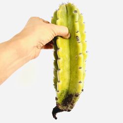 Giant Cactus | Cereus Peruvianus CUTTINGS | The Low Maintenance King