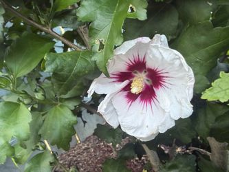 Free Hibiscus Plants