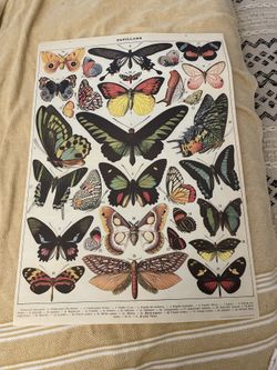 Butterfly art