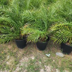 Robellini Palm 3gallones 