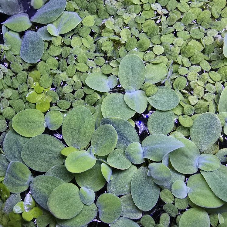 Mix Floating Plants For Freshwater Aquarium Tank or Pond
