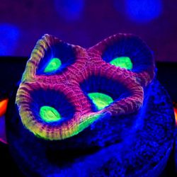 🔥 SALTWATER REEF FISH TANK ASSORTED DECORATIONS 