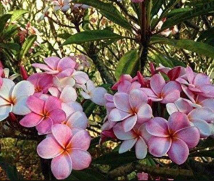  Plumeria Plant In 2 Gal Pot Assorted Colors