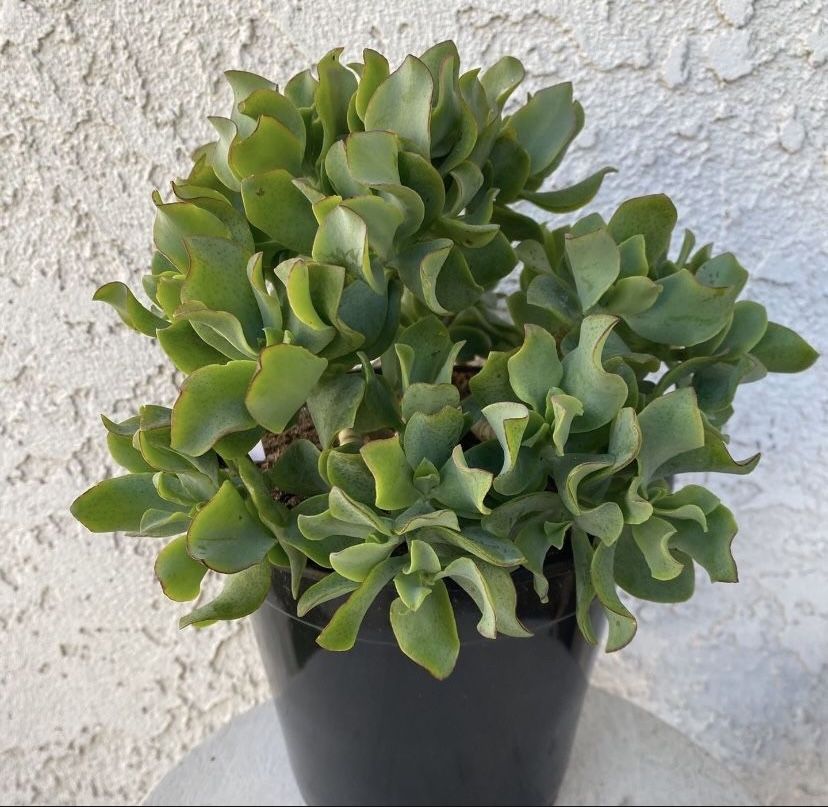 1.5 Gallon Pot Succulent Plant - Crassula Undulate - Ruffles - Ripple Jade - Rooted & Established - 🪴- Drought Resistant