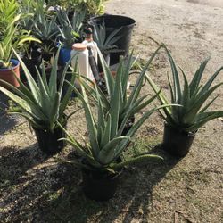Aloe Vera Plants 