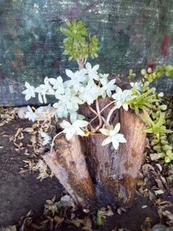 Planter $20.