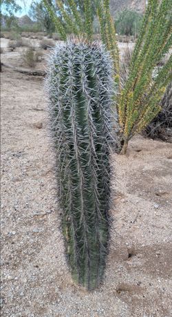 4 foot saguaro needs new home