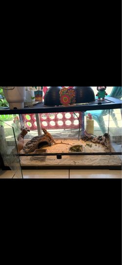 40 gallon terrarium