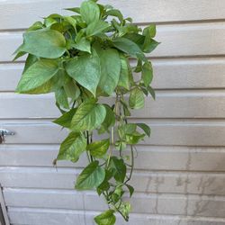 6” jade pothos 42” long