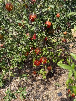 SWEET POMEGRANATE