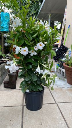 Beautiful Flowers on its pot almost 4 feet have 2 of them $60 each