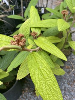 Leather leaf viburnum plants