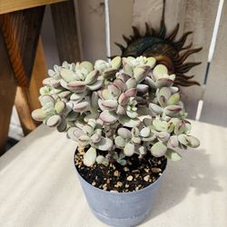 Succulent