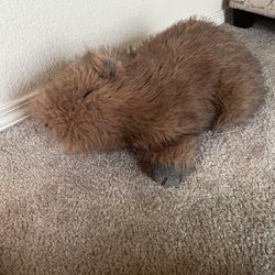 Weighted Capybara (Warmer/Cooler) 