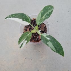 Philodendron Punctata 