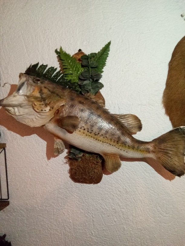 Taxidermy Large Mouth Bass
