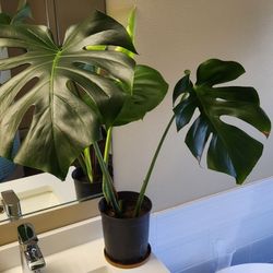 Beautiful Monstera Plant.