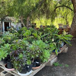 PLANTS PLANTS  PLANTS