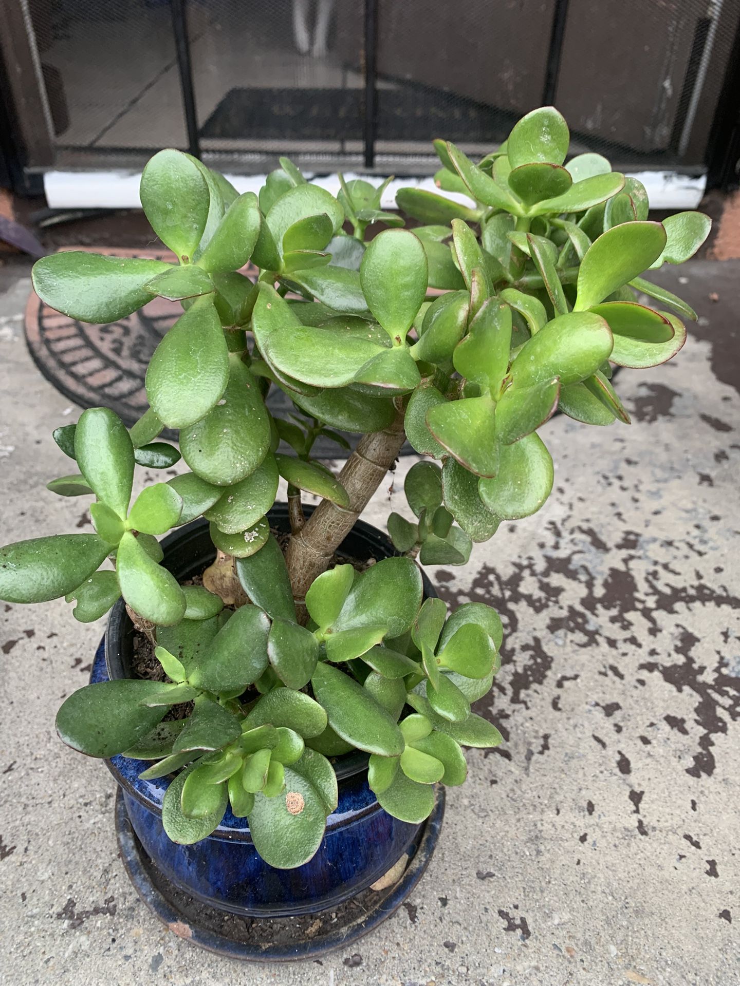 Jade Plant