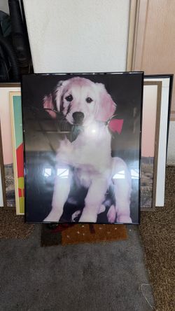Dog Portrait