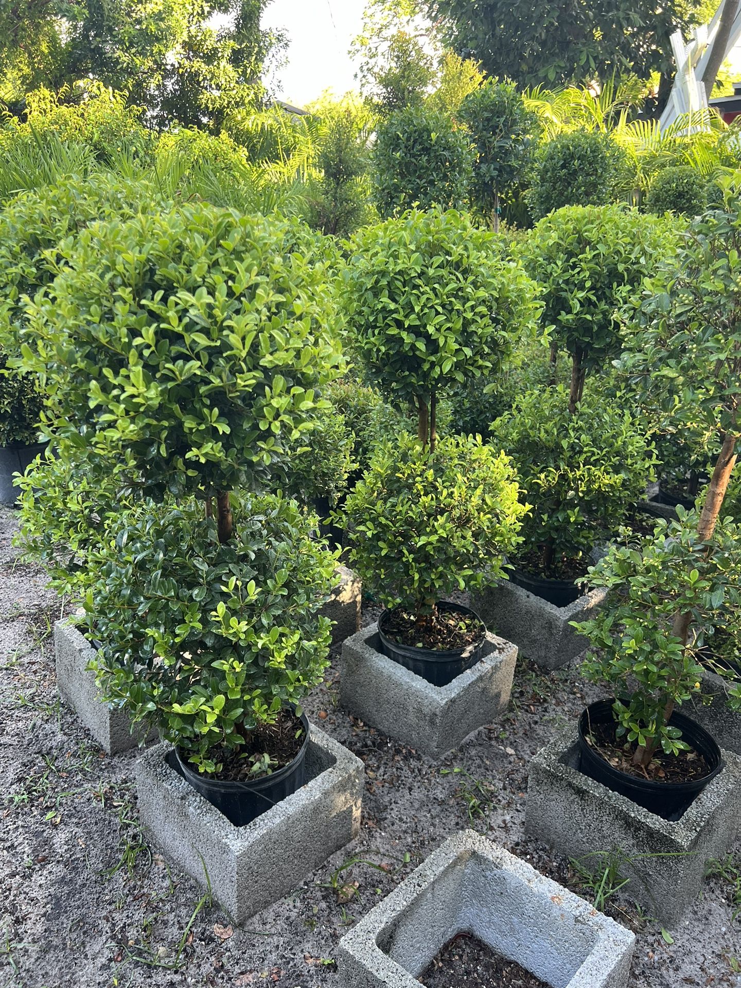Double Balls Topiary In 3 gls Pot. SPECIAL PRICE 🤩