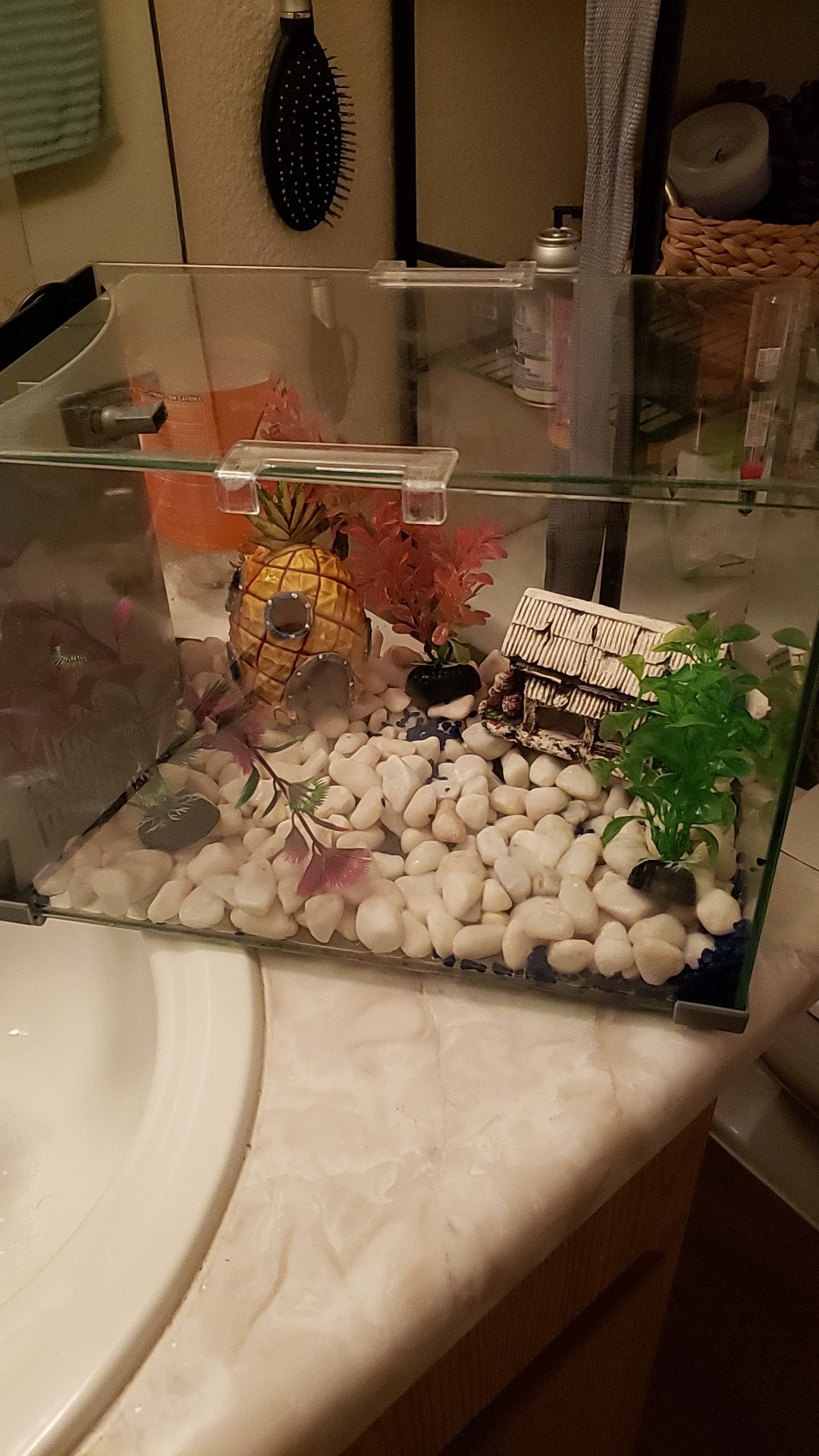 Glass fish tank
