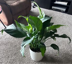 $30 for Alive plant