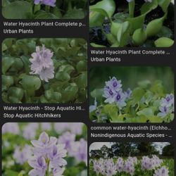 Water Plants 