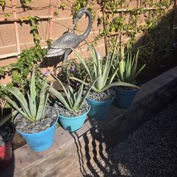 Aloe vera plants.
$25 each one.