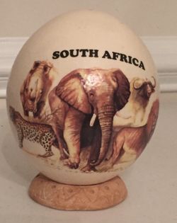 South Africa Ostrich Egg